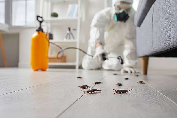 Affordable Termite Control solutions in Thermopolis, WY